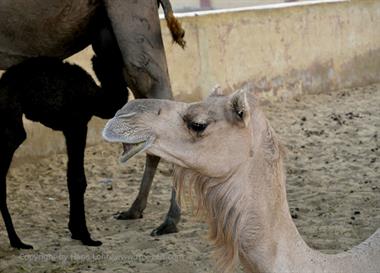 04 Camel_Farm,_Bikaner_DSC2774_b_H600